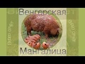 Венгерская мангалица. Работа в саду с помощью &quot;свиного трактора&quot;.