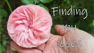 Finding my lost roses