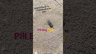 Ants vs Giant! 🐜💪 | Teamwork at its best