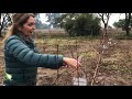 Poda Mixta de Formacion y Fructificacion en Duraznos y Nectarinas