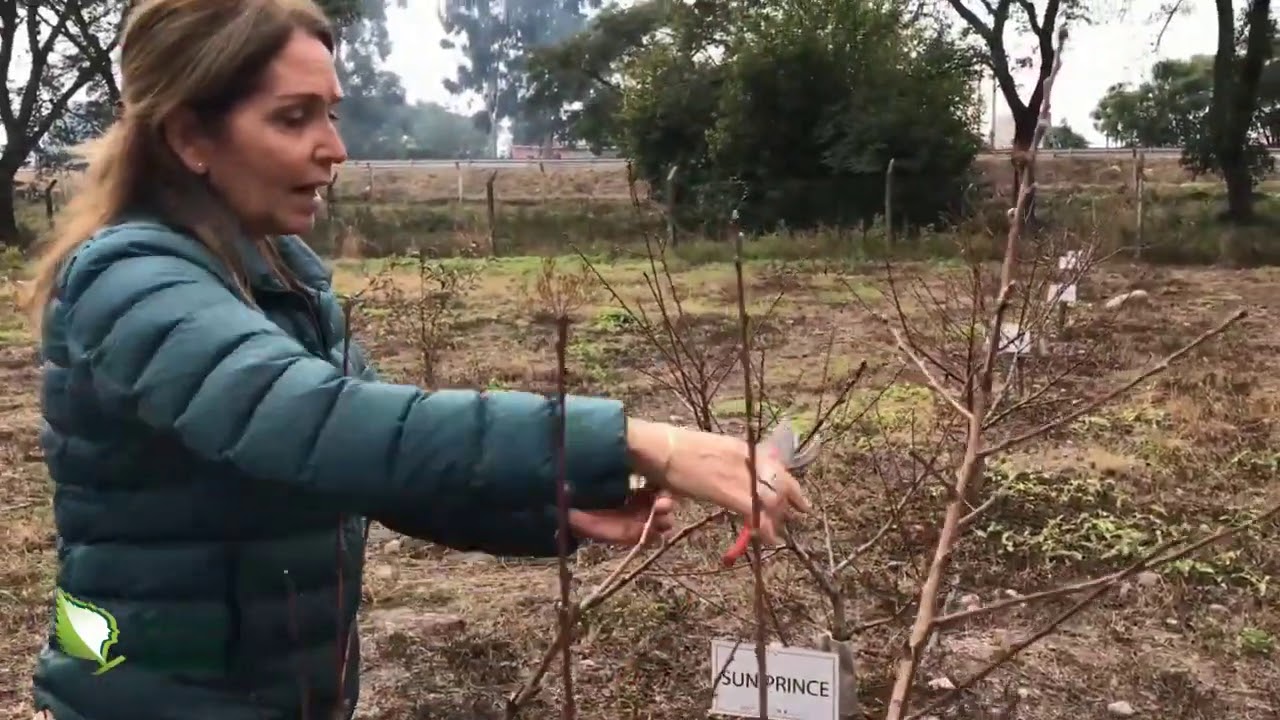 Poda Mixta de Formacion y Fructificacion en Duraznos y Nectarinas