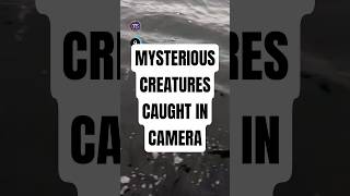 Mysterious creatures caught on camera 😳 #seacreatures #mystery #mysteries #shortsviral #shorts