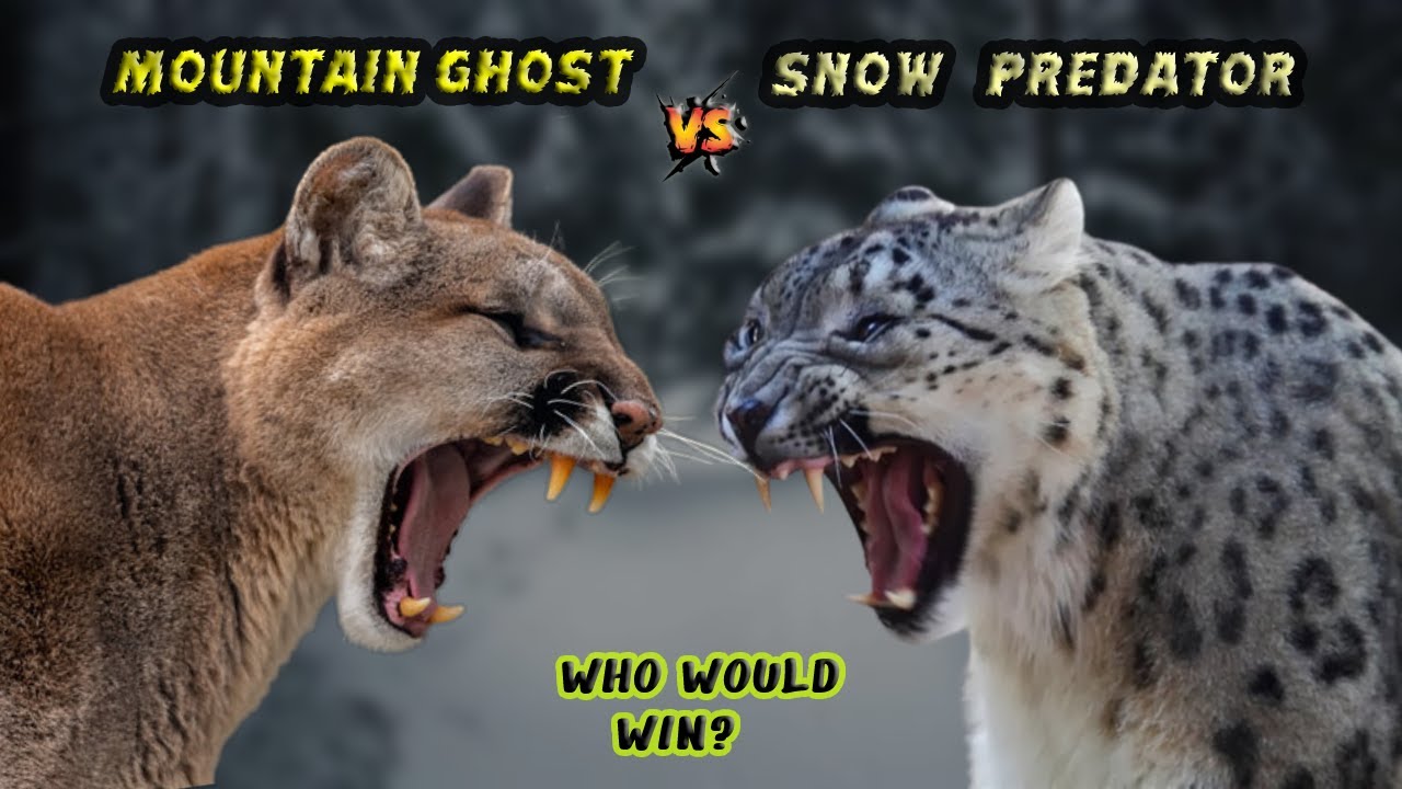 Mountain Ghost Vs Snow Predator Cougar Vs Snow Leopard Who would win ? Kingdom Battle