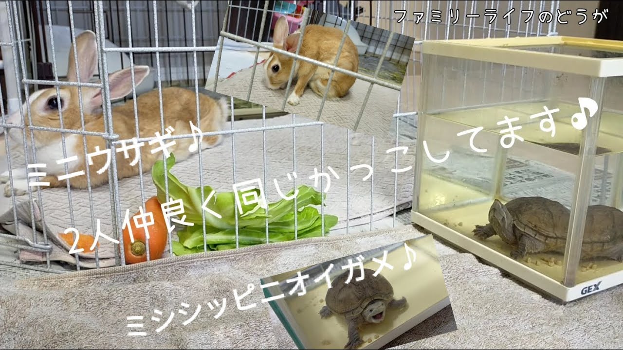 うさぎとかめ】我が家のミニウサギとミシシッピニオイガメ♪ウサギ