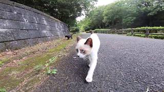 どこまでも付いてくる子猫の兄弟