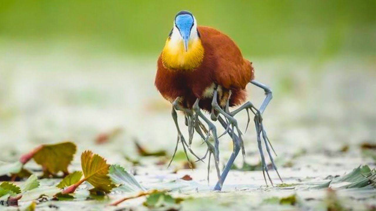 15 странных птиц, в существование которых вы не поверите