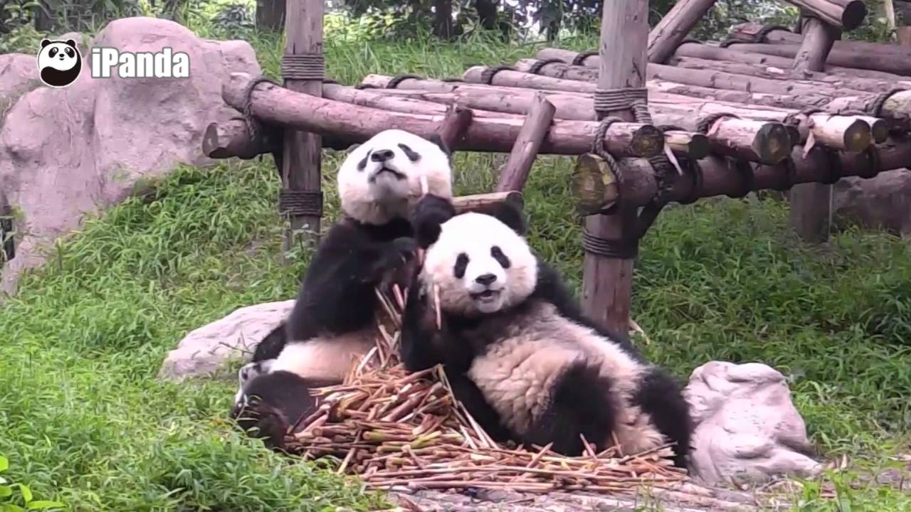 Panda named Oreo just won't leave mom alone - YouTube