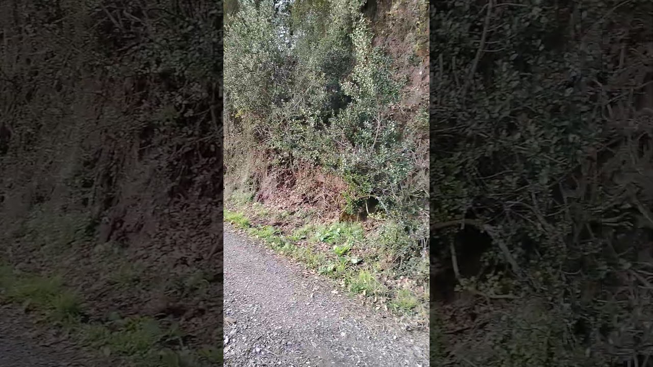 ¿ A dónde va el camino ? #villaviciosa #asturias #españa #naturaleza #caminata #patrimonio #cazanes