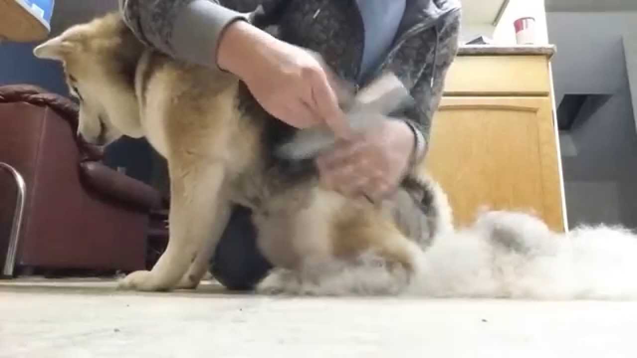 shiba inu shedding shiba inu shedding