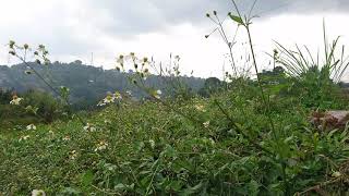 Gratis BACKGROUND VIDEO rumput tertiup angin