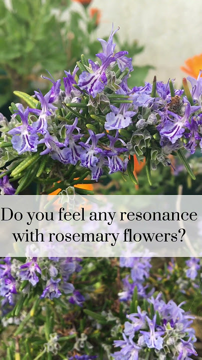 Rosemary Flower Essence