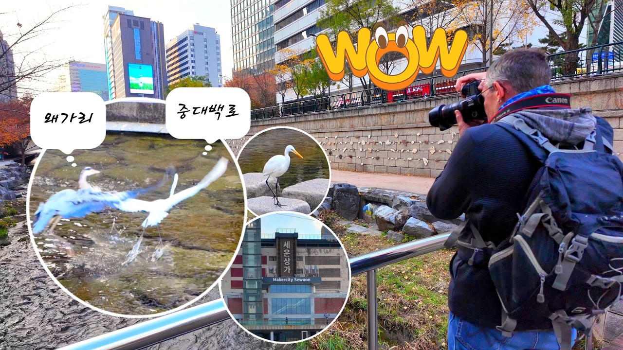 Сеин и Чхонгечхон – ранняя зимняя прогулка 🐳 Цапли охотятся за рыбой