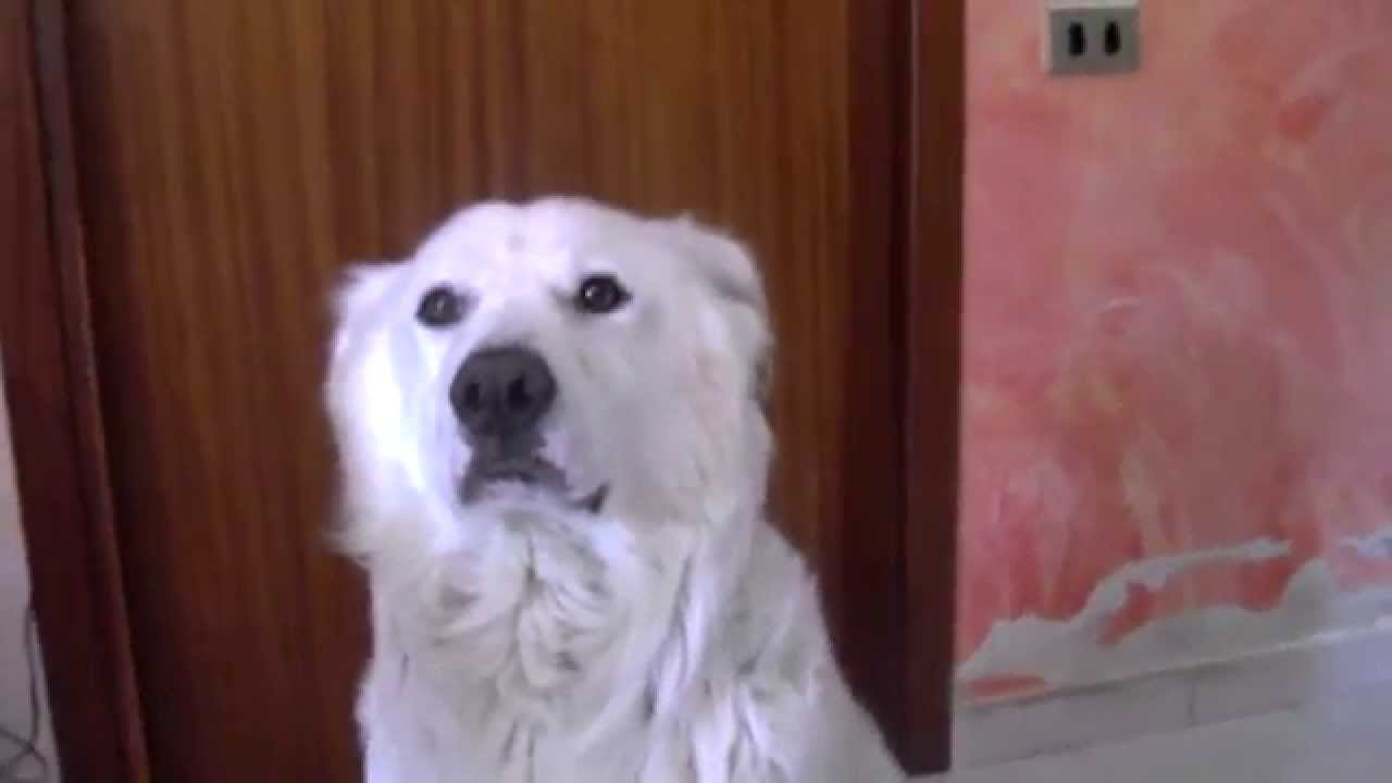 CANE CHE BATTE IL 5 ROKY SORRENTINO YouTube