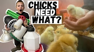5 things you need before you bring chicks home!