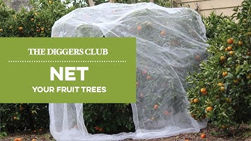 How to net fruit trees