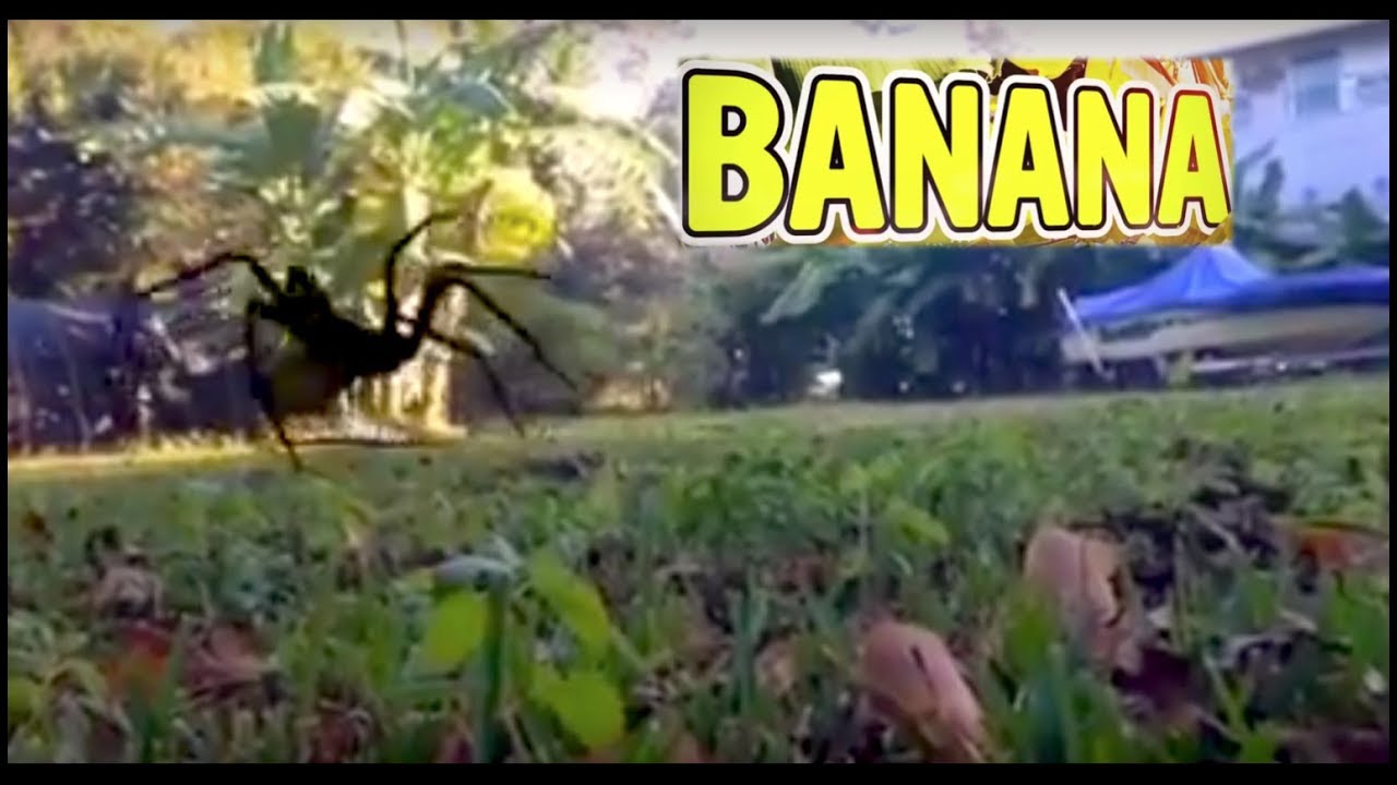We have Banana Spiders...in South Carolina! YouTube