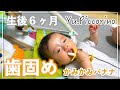 【歯固め】生後6ヶ月赤ちゃんカミカミバナナで歯固め初体験！