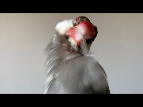 【ASMR】文鳥の羽繕い　java sparrow