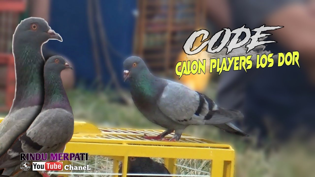 BEST OF THE BEST CODE ; LOSS ATAS NYA MEWAH PARAH KOLONG LAREDO PEKALONGAN