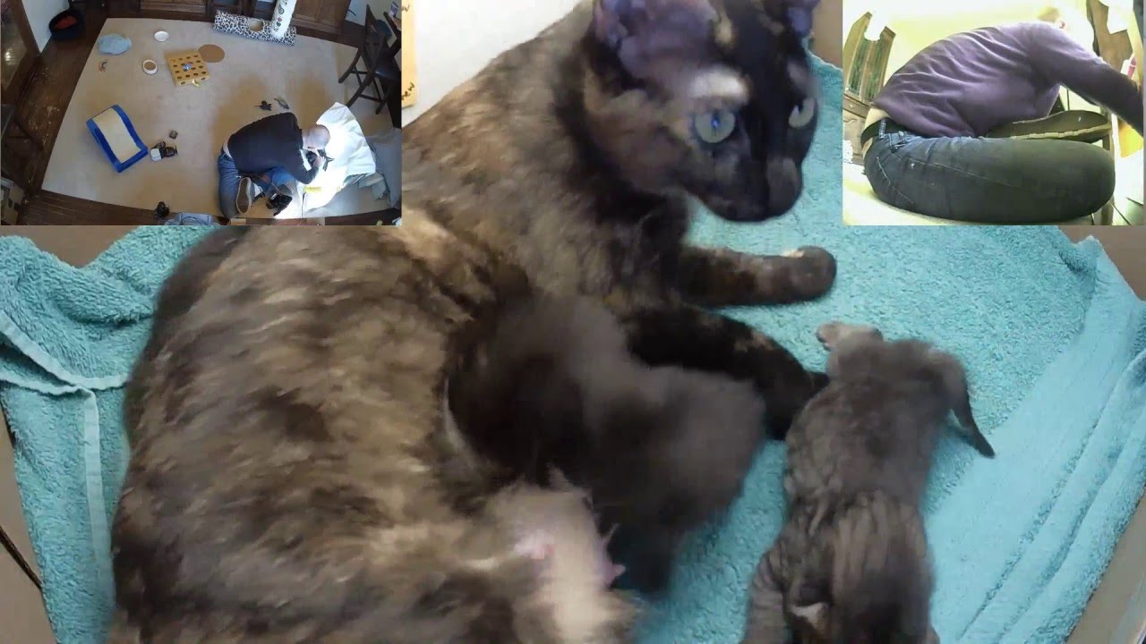 cats inn May 1st - Picture Day!