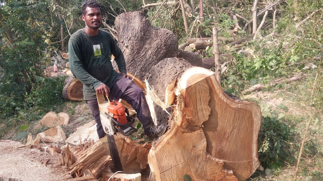 Patra wood cutting stihl chainsaw ms 170S stihl chainsaw ms 382 very good 👍 chainsaw