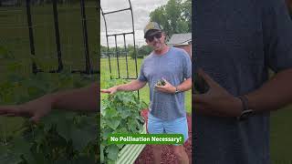 Cucumbers That Donβt Need Pollinators! π₯