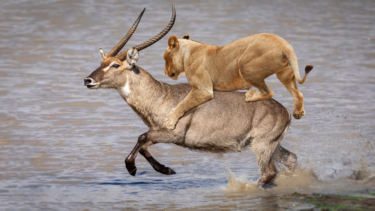 Lion Attack Waterbuck Success In The Wild YouTube