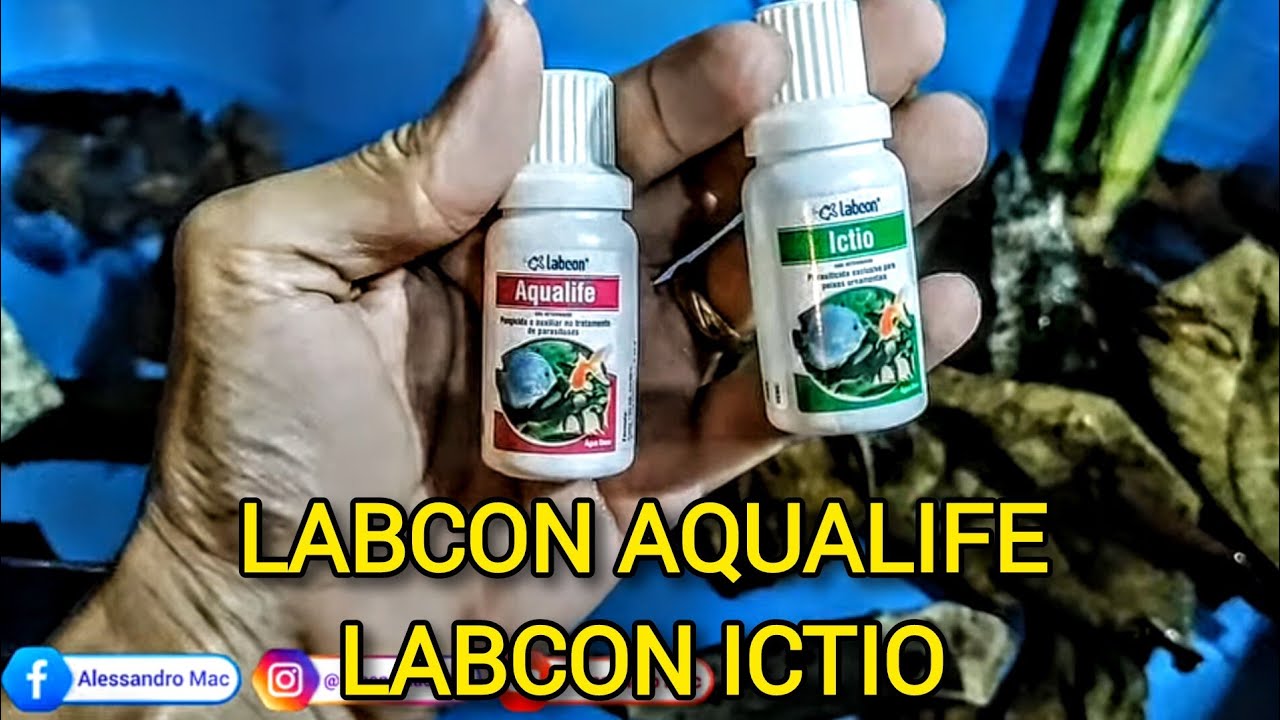Quarentena LABCON AQUALIFE e LABCON ICTIO (ALCON), antes de soltar os peixes no aquário laguinho