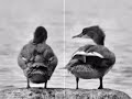 Max Richter - On the nature of daylight