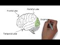 Biological Psychology 01 - Basic Structure of the Brain
