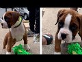 Roqi The 8 Week Boxer&#39;s First Halloween