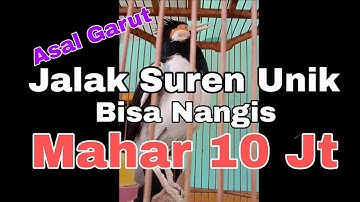 Jalak Suren Unik Bisa Nangis Gacor Harga 10 Juta