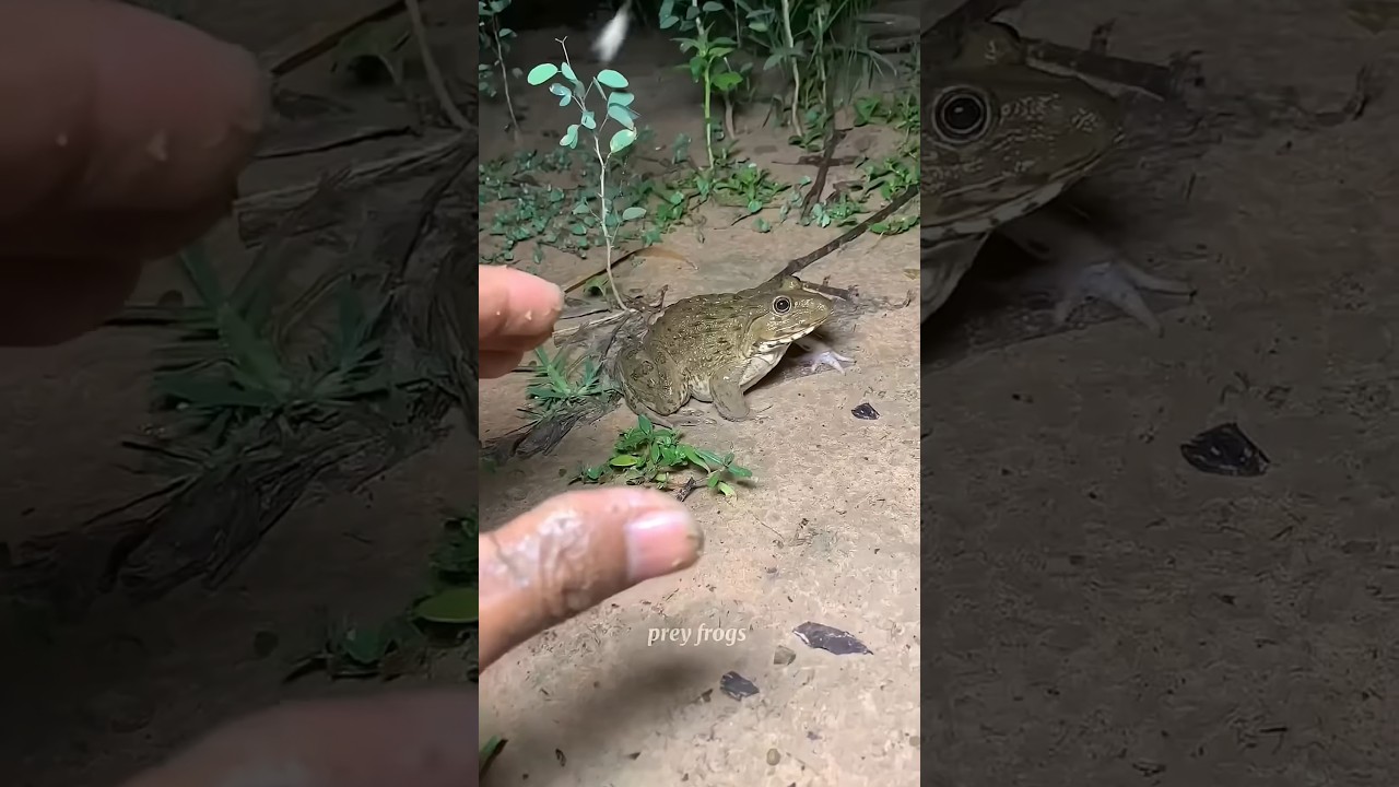 Boing catch frogs funny |froggy catch funnywep wep |funny froggy catch p07 😂 