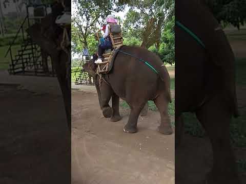 Raffa Naik Gajah Di Taman Wisata Candi Borobudur Raffa Naik Gajah Di Taman Wisata Candi Borobudur