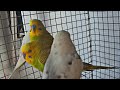 Daily birds vlogs