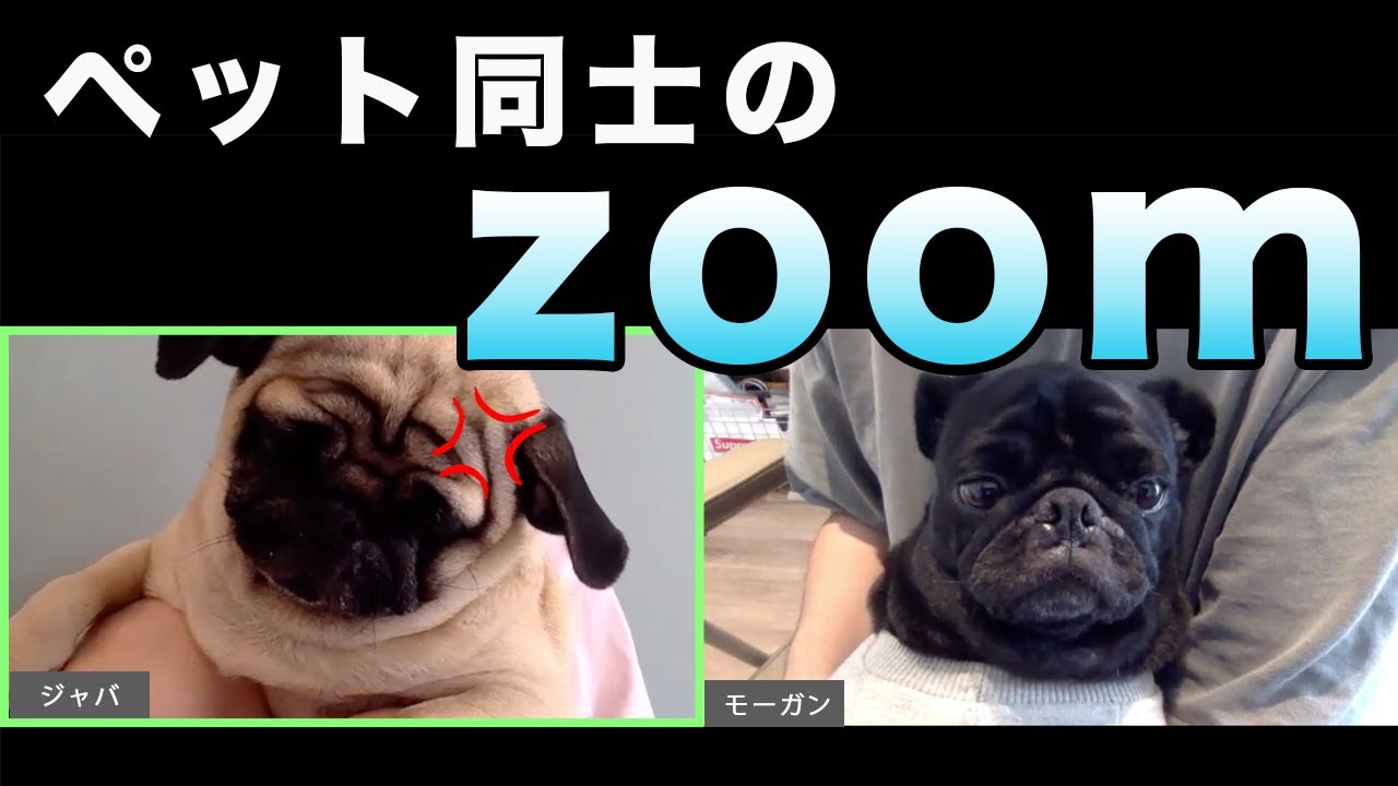 チャンネル登録必須 かわいいyoutuberパグを紹介 パグーグル ブサカワ犬 鼻ぺちゃ犬情報サイト