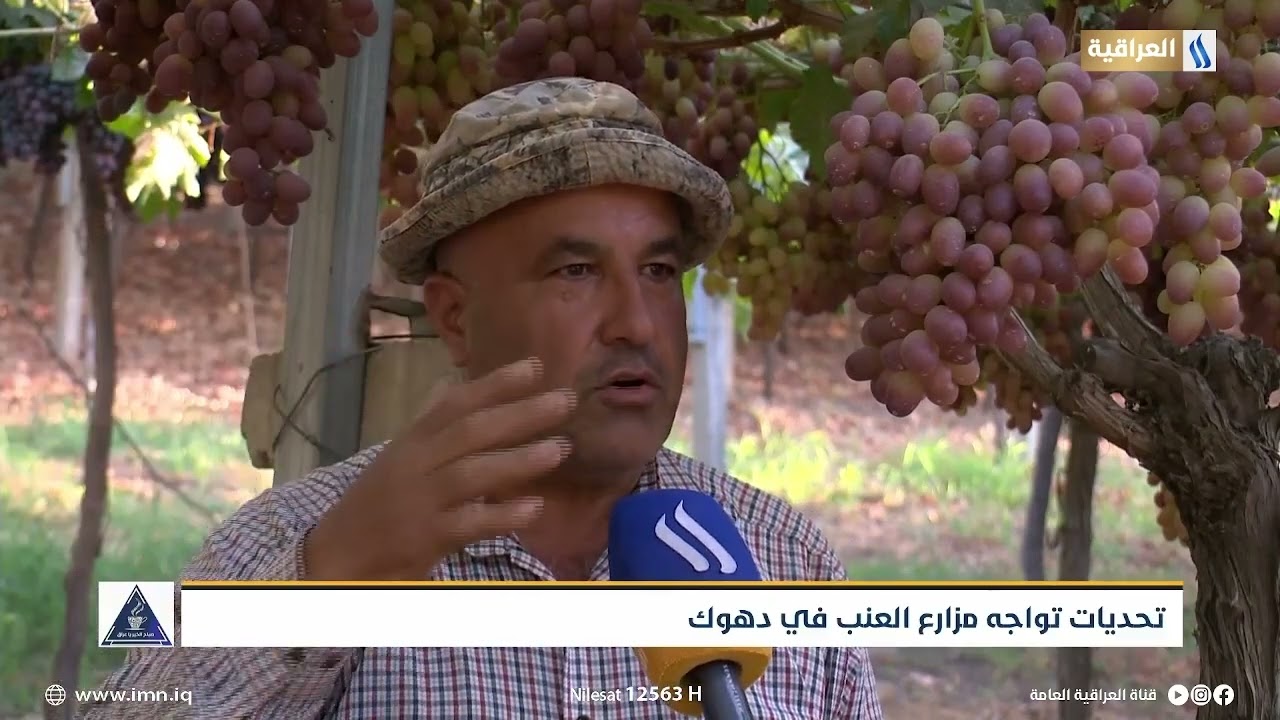 تحديات تواجه مزارع العنب في دهوك | تقرير | اياد برواري