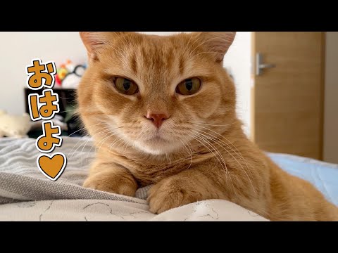 おはようのチューで優しくママを起こす猫が可愛すぎた！