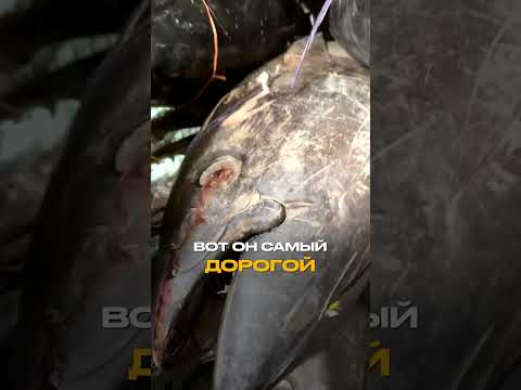 Video: Tunzivis Bostonā!
