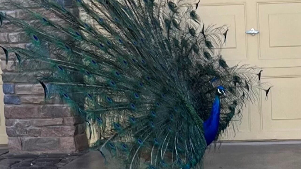 Video: 'Vicious' Peacock Bites Man In NYC