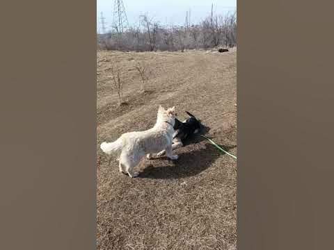 Неожиданно, на прогулке. Рик и Ириска (белая). #love#собаки #ЦентрДД # ...