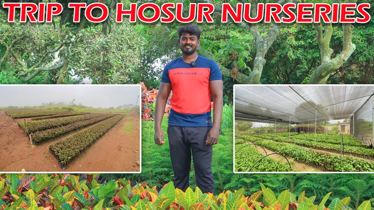 ஓசூர்க்கு செடி வாங்க கெளம்பியாச்சு!!! PLANTS WHOLE SALE NURSERIES IN