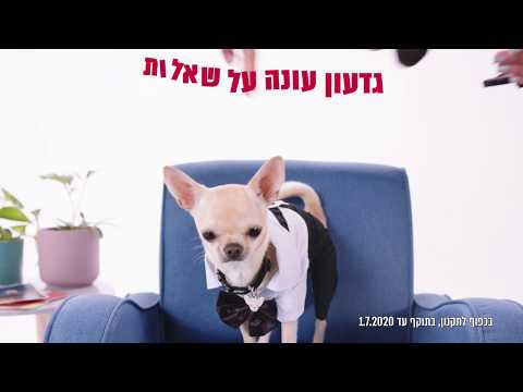 וִידֵאוֹ: זו עונת הקרפדות של בופו: דאגו לכלבים שלכם