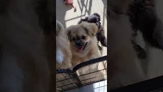 female tibetan spaniel Coliseum de Cassiope