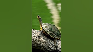 #turtle #nature #wild #cine #cute #wildlife #shorts #shotsfeed #cinematic #water #asmr #asmrvideo