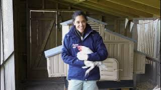 Download lagu APHA Avian Influenza Surveillance Zones