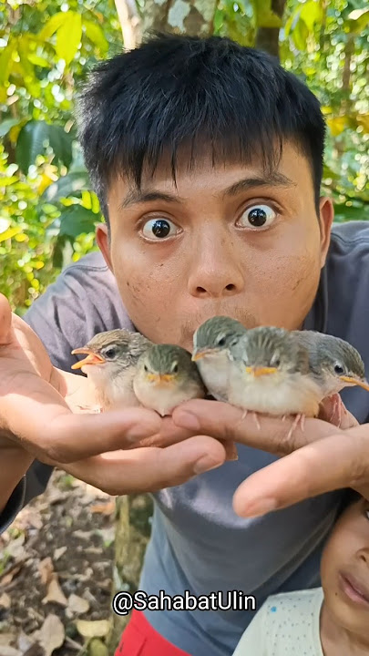 MANG UNI DAPAT ANAK BURUNG YANG DI TINGGAL INDUKNYA