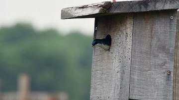 Tree Swallows nesting in a Bluebird House
