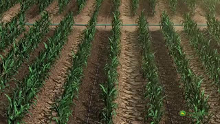 Irrigation System for open field Corn Voiceover EN