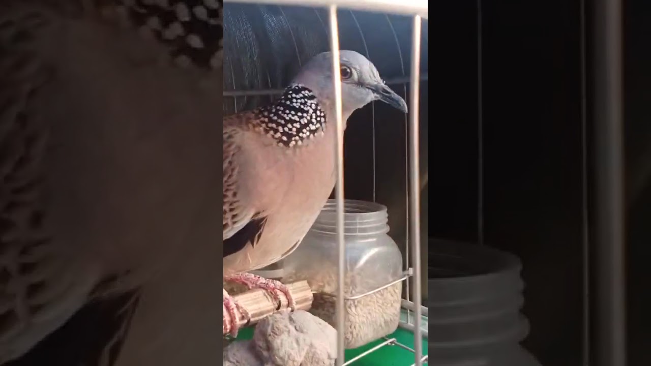 Đã bán Hàng độc lạ 3lổ mũi sắm tho bài bag đang cập phong rước tốt ae cần Zalo 0353323880